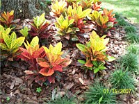 Shrubs